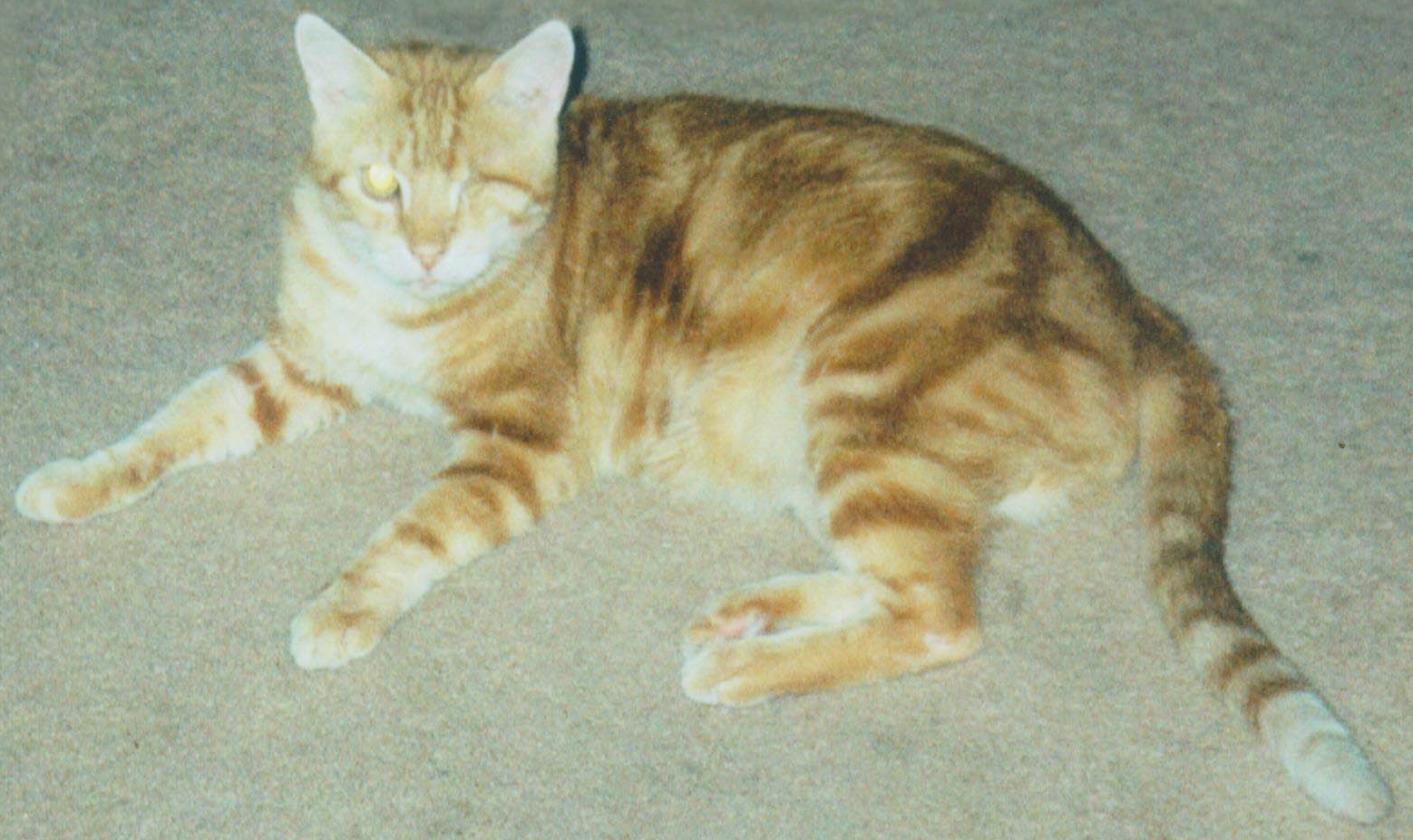Garfield