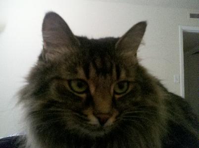 Adoptable Pet
