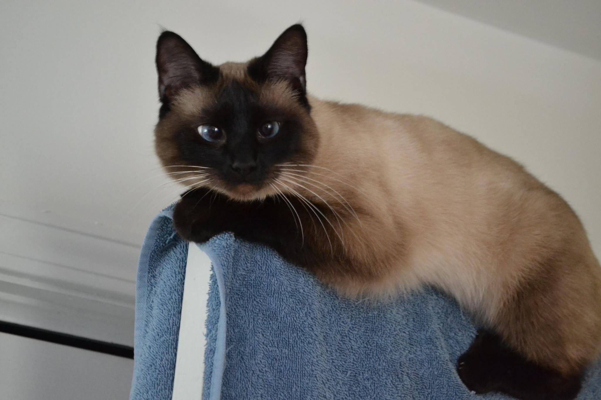 Adoptable Pet