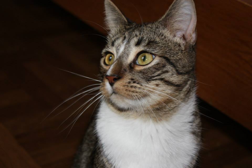 Adoptable Pet